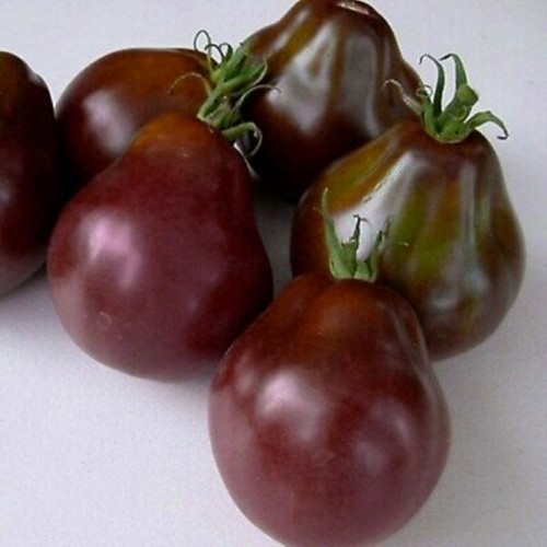 Solanum lycopersicum 'Black Truffle' - Harilik tomat 'Black Truffle' 